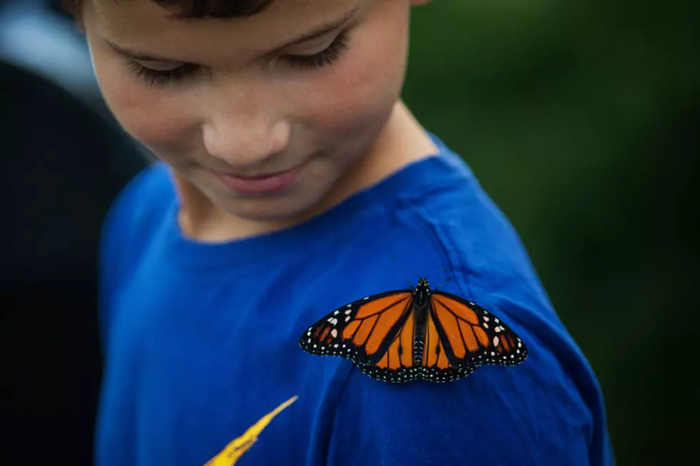 Biggest Butterfly Greenhouse In Kentucky Makes a Perfect Day Trip