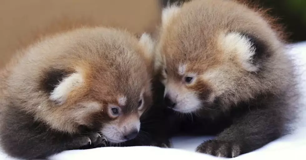 Mesker Zoo Has Two New Baby Red Pandas (VIDEO)