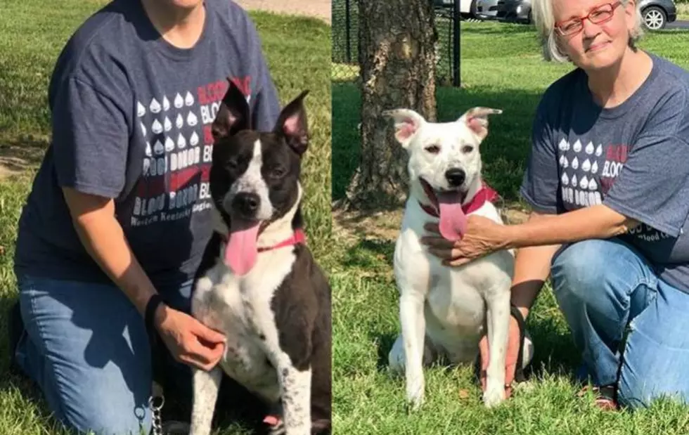 URGENT: Edwin & Jenny Must Be Adopted