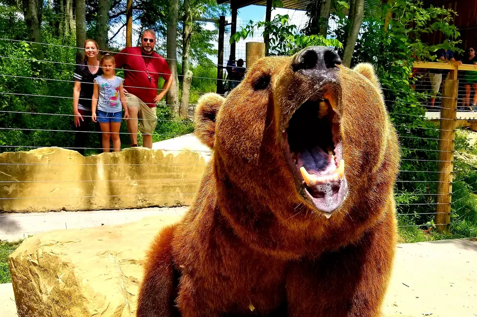 TRI-STATE BUCKET LIST: Wilstem Ranch&#8217;s Grizzly Encounter [VIDEO]