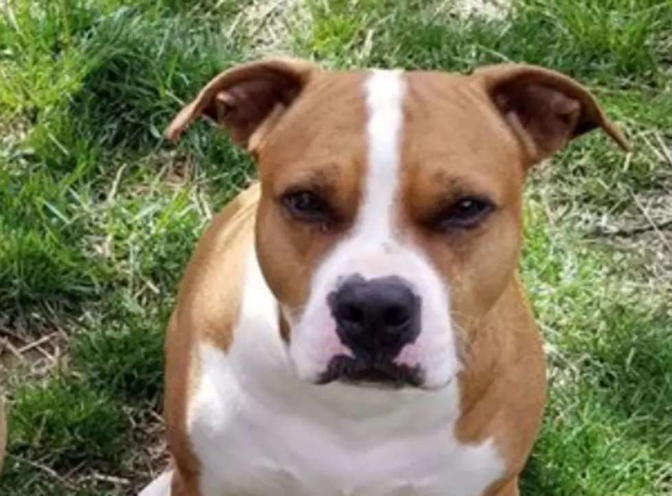 Lost Dog in Landsdowne Neighborhood in Owensboro