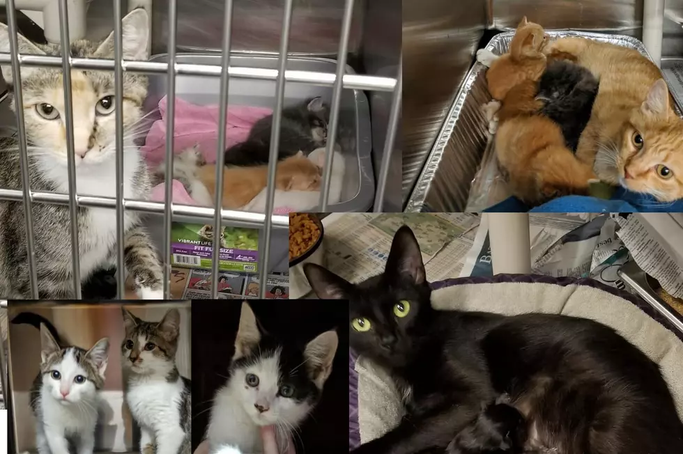 Several Kittens at DC Animal Shelter Scheduled for Euthanization