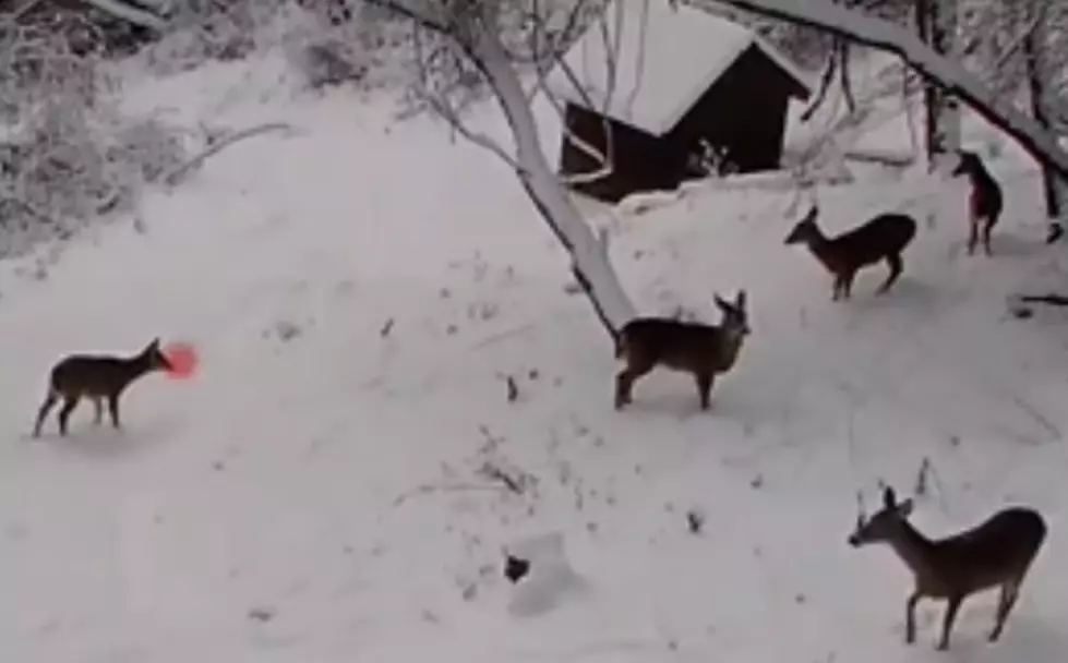 Rudolph The Red Nosed Reindeer Captured on Camera (VIDEO)