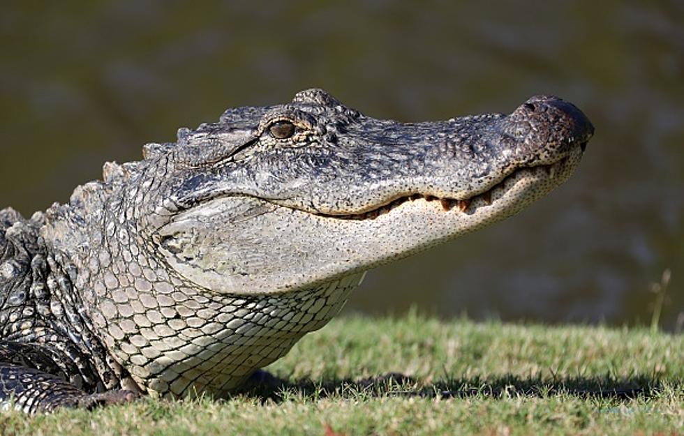 In Case You Thought About Having Smoked Alligator for Thanksgiving . . .