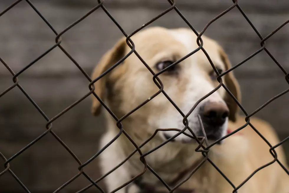 ANIMAL CRUELTY WILL NOW BE A FEDERAL OFFENSE