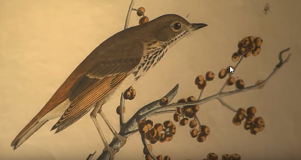 Audubon Society Makes 435 Prints of Artist’s Work Downloadable