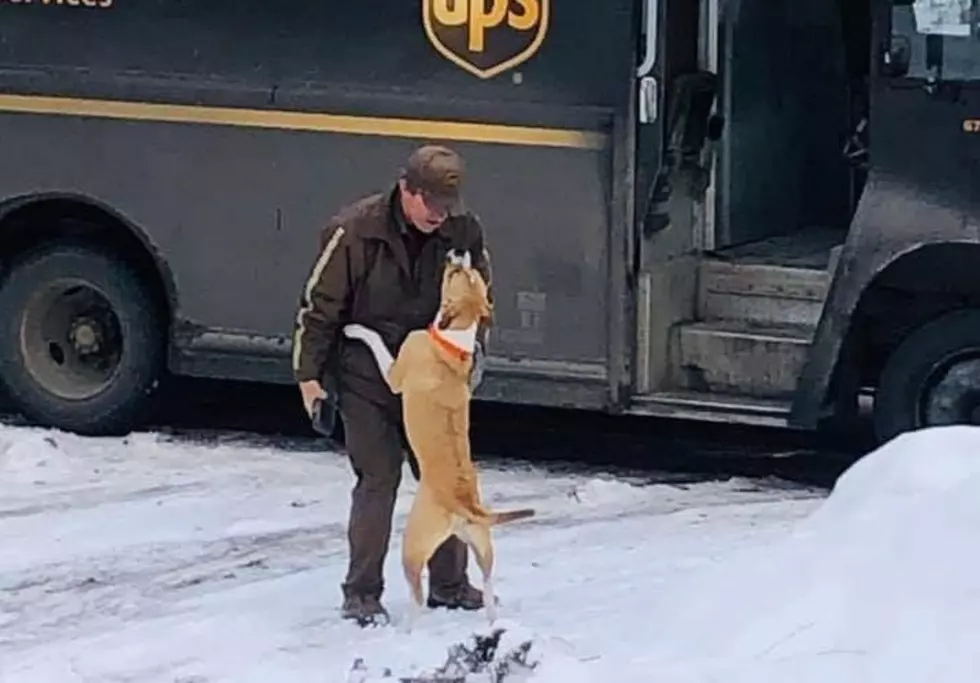 UPS DRIVERS AND THE DOGS AND MORE THEY MEET