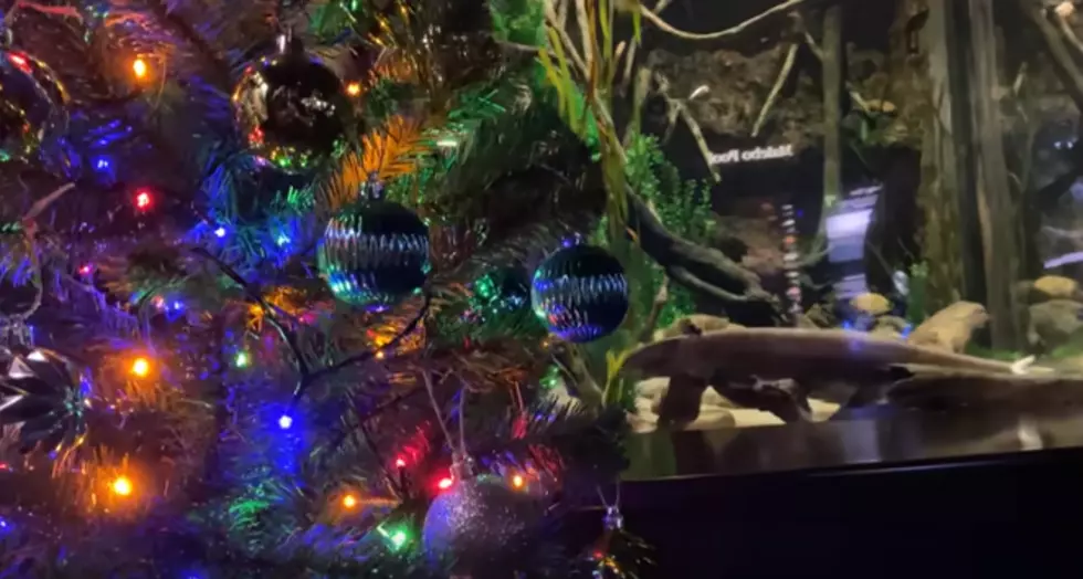 AN ELECTRIC EEL HELPS POWER CHRISTMAS LIGHTS