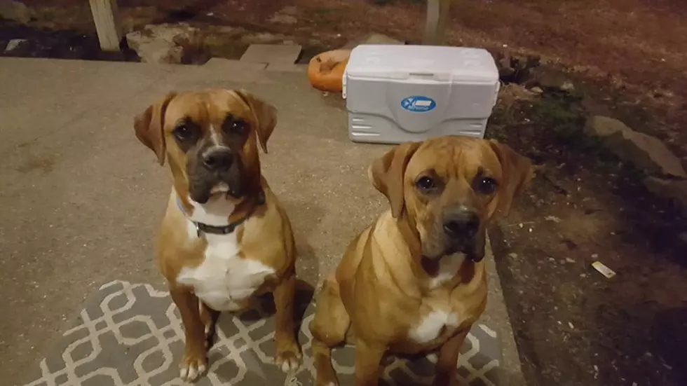 UPDATE: Rosco &#038; Rocky are Home [PHOTOS]