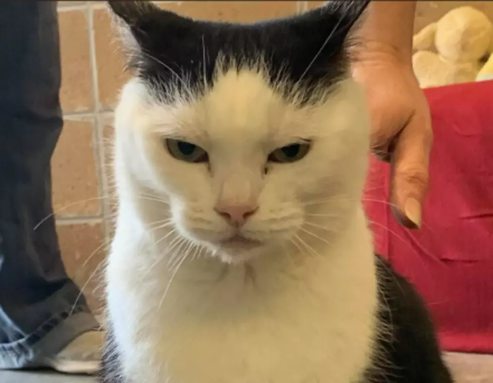 Meet Perdita The "Real Life" Grumpy Cat