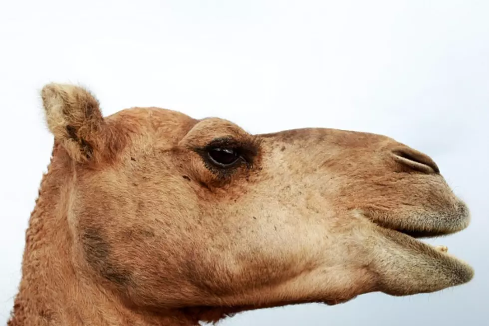 The Hilarious Camel Video You Didn&#8217;t Know You Absolutely Have to See [Video]