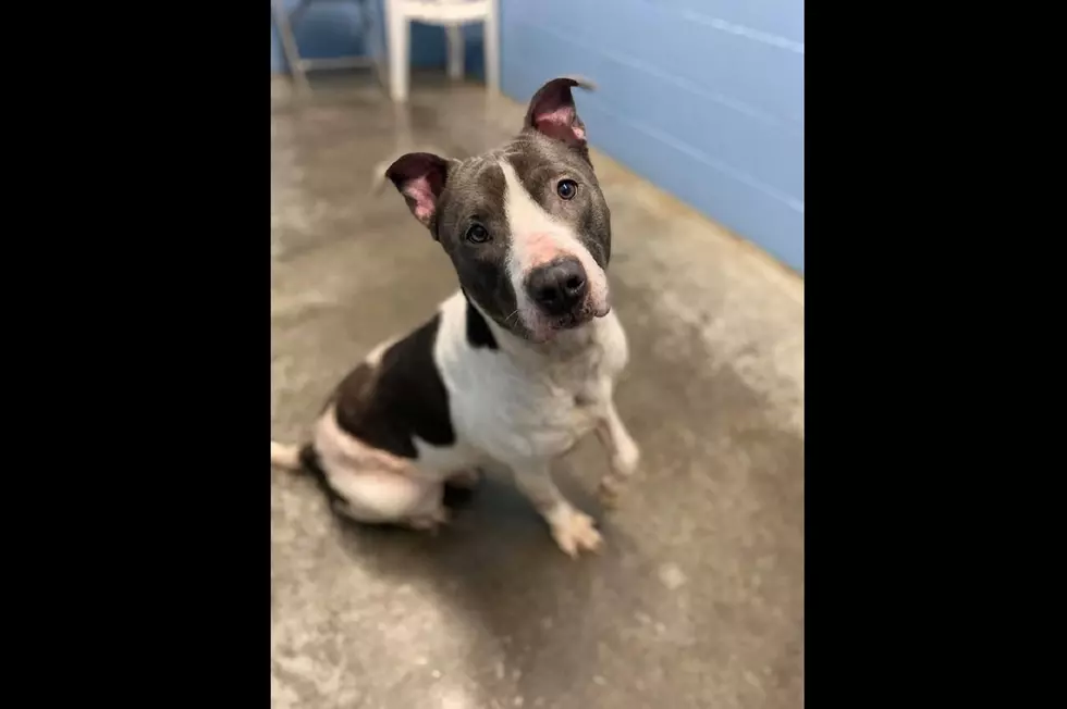 Pitbull Mix 'Hank' Needs a Home--Could Be Euthanized Any Day Now