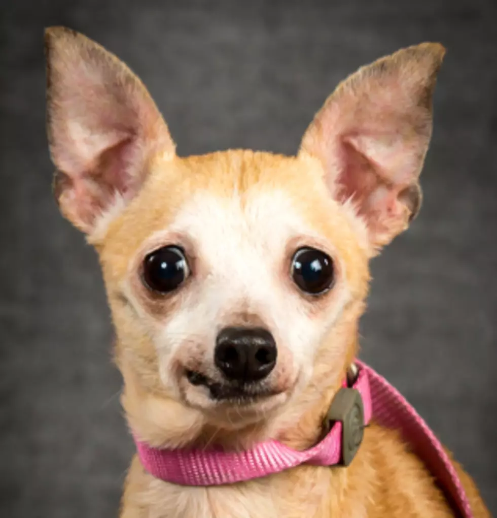 Meet Willow: Our SPARKY Pet of the Week