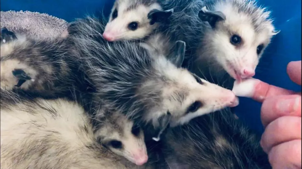 Owensboro Woman Rescues Momma Opossum & Nine Babies