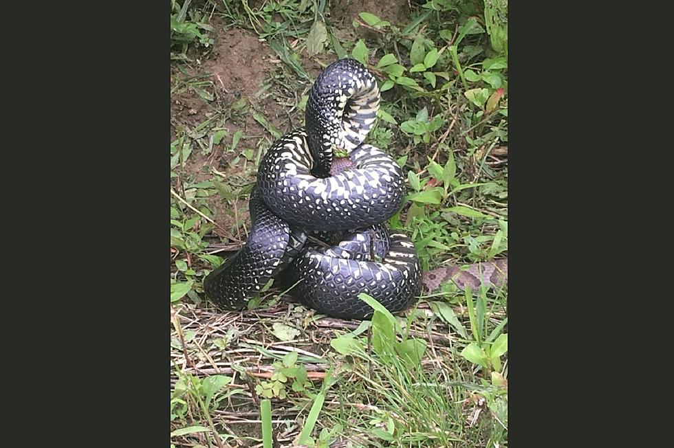How to Identify Unfamiliar Kentucky Snake Species