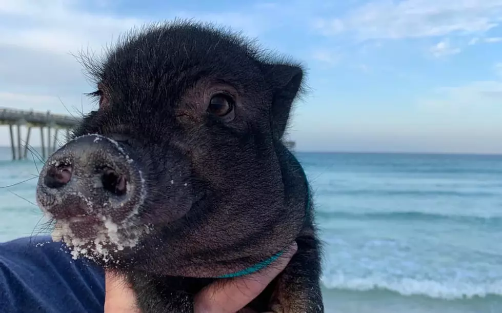 Pixie the Pig Goes to Panama City Beach, Florida [Video and Photos]