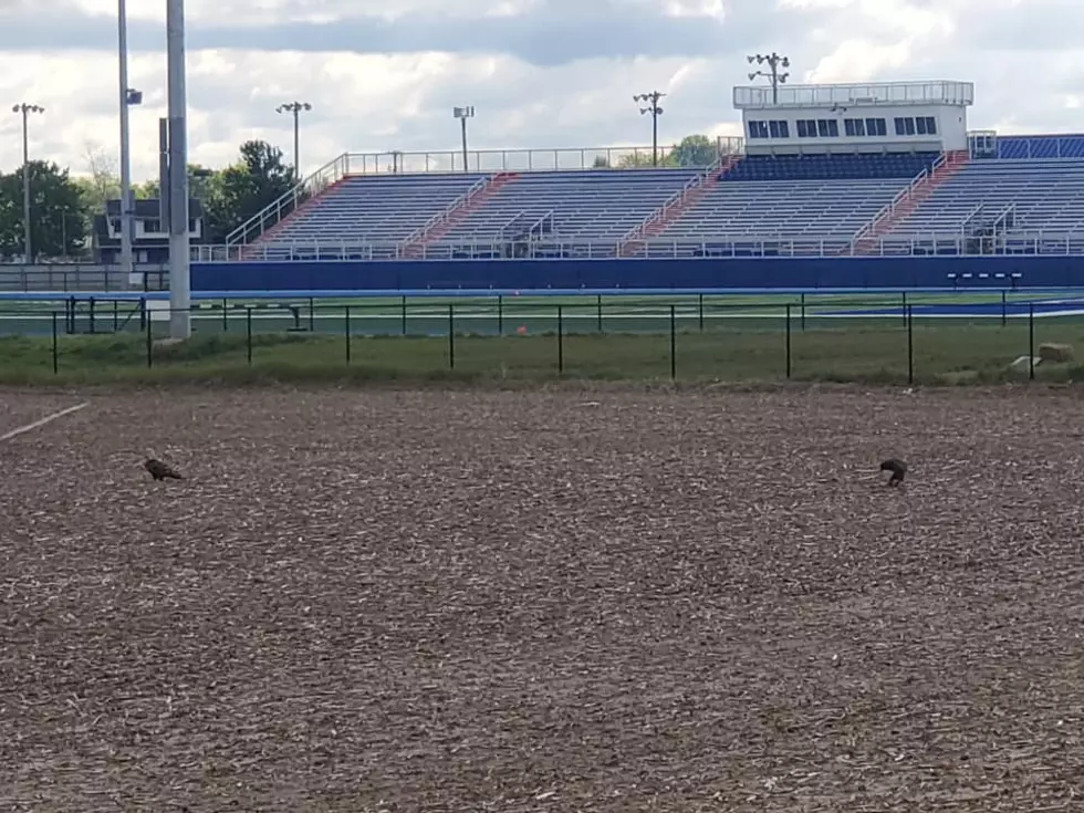 Two Bald Eagles Land At Apollo High School Football Stadium (PHOTOS)