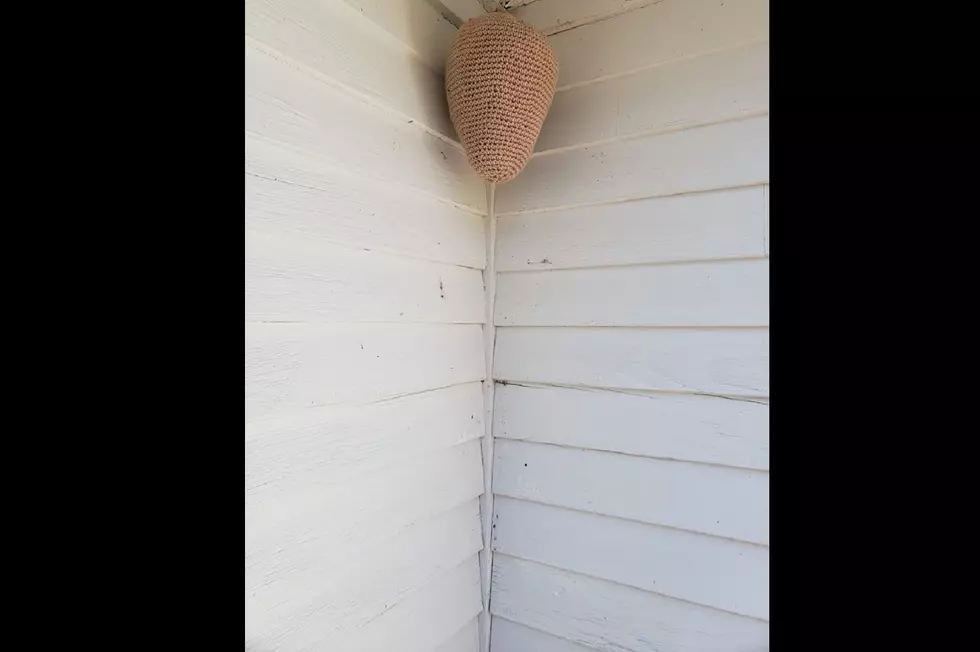 Ever Thought of Keeping Hornets Away with a Crocheted Nest?