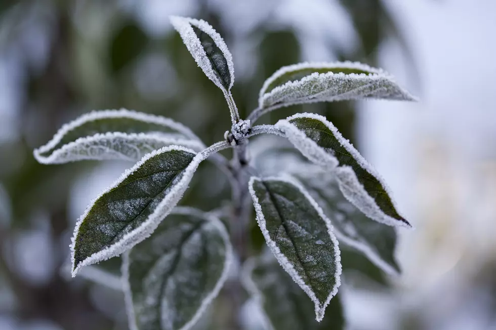 Possible Frost This Weekend Will Make May Feel Like March