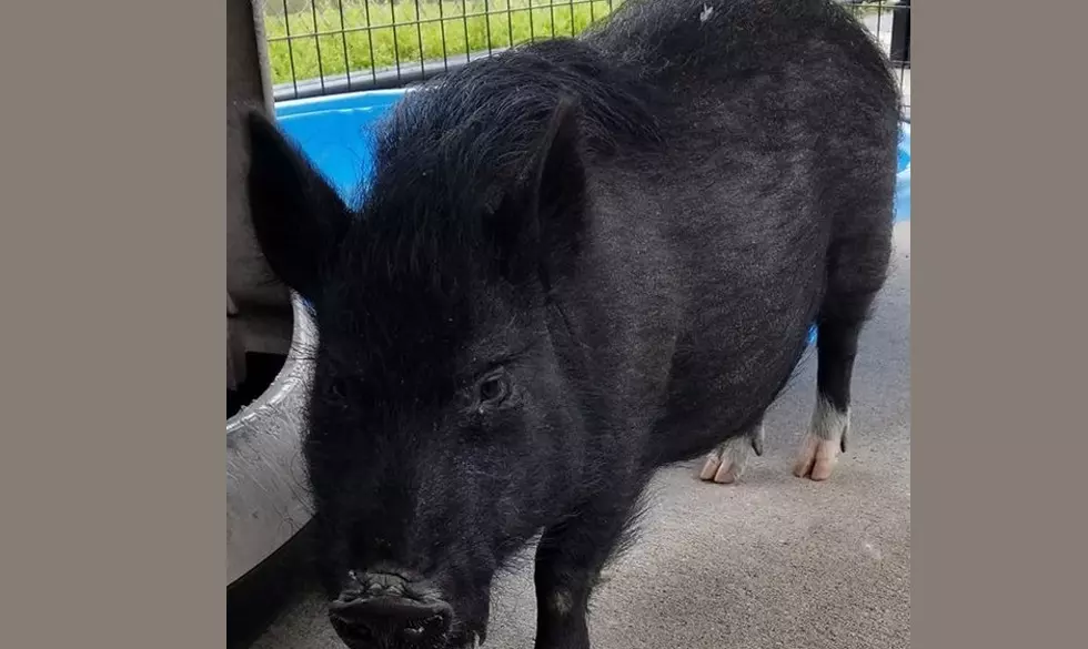 This Little Piggy Needs a New Home [PHOTOS]