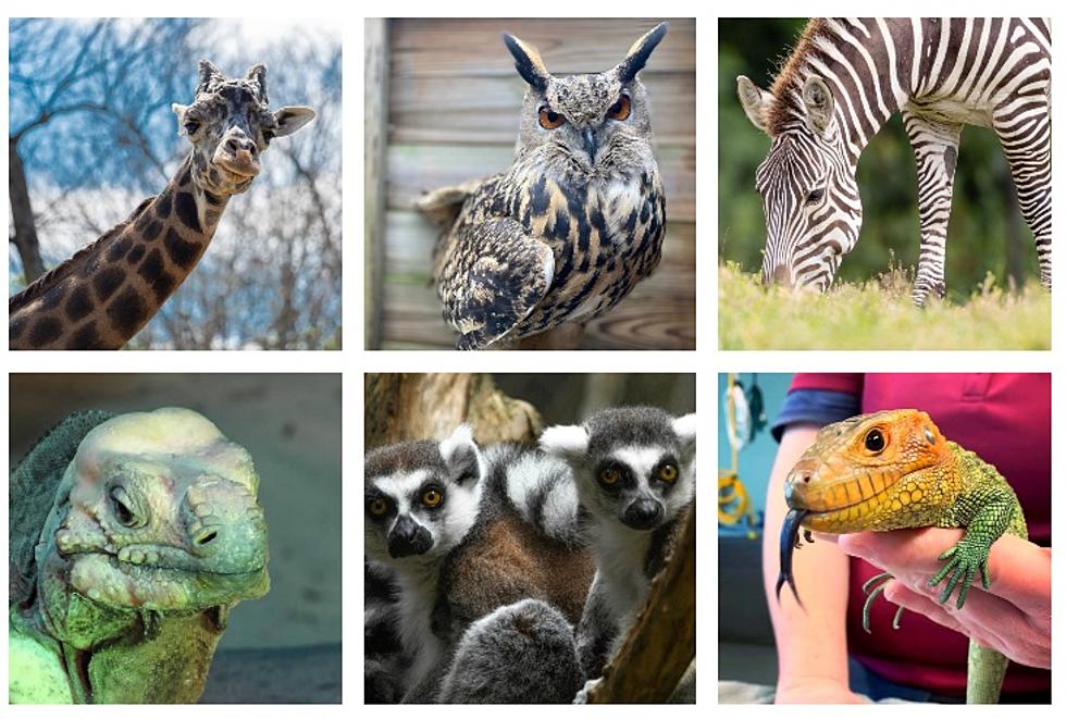 Adopt An Animal From The Nashville Zoo