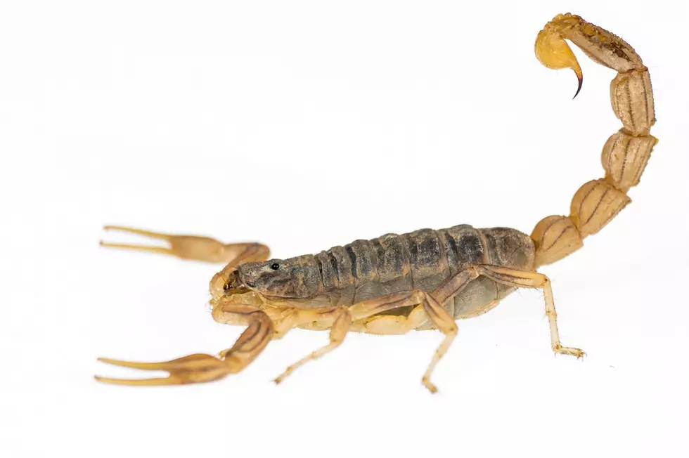 It&#8217;s 2020, So We HAVE to Have Scorpions in Kentucky