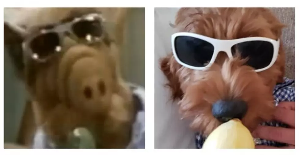 Owensboro Dog Looks Like ALF From The 80's TV Show