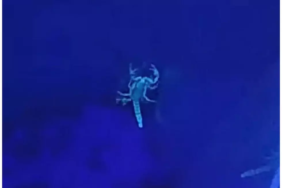 Glowing Scorpions in Kentucky Is a Thing