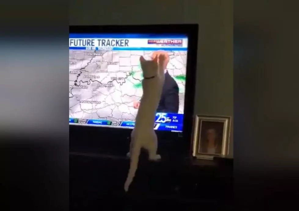 Rascal the Cat Doesn't Like Ron Rhodes' Forecast [Video]