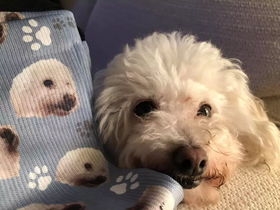 Did You Know You Can Get Your Pet's Face Put on a Pair of Socks?