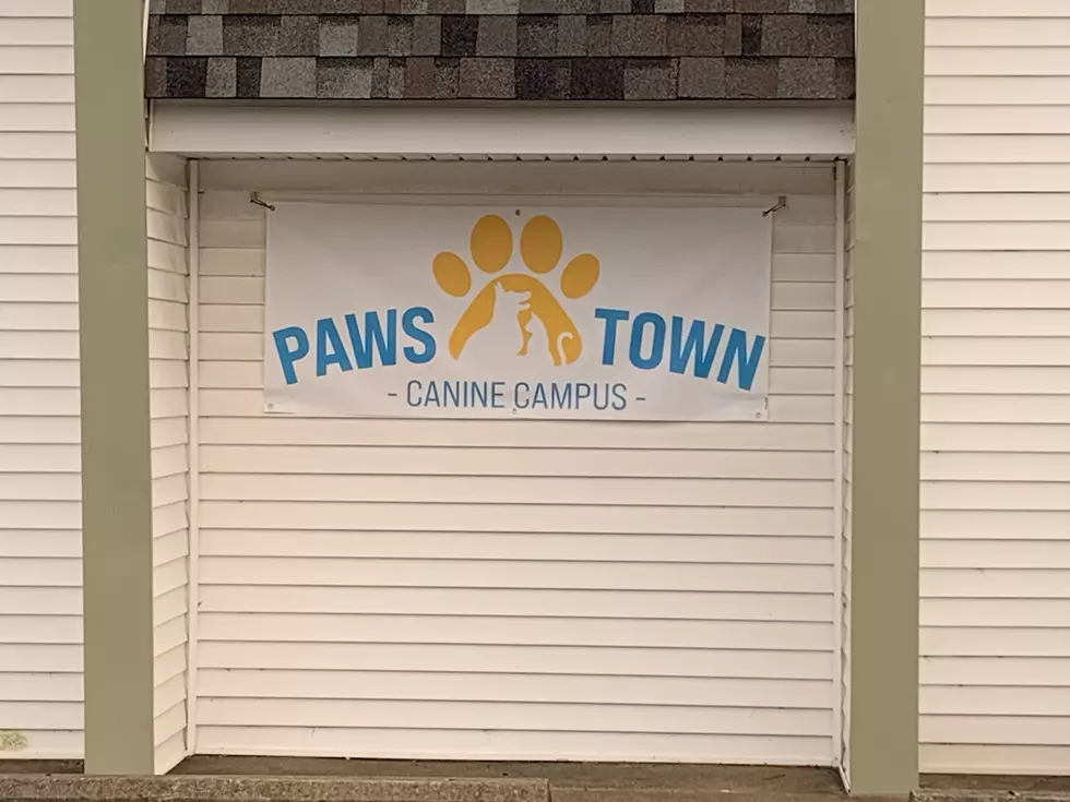 Paws Town Expanding With New Canine Campus