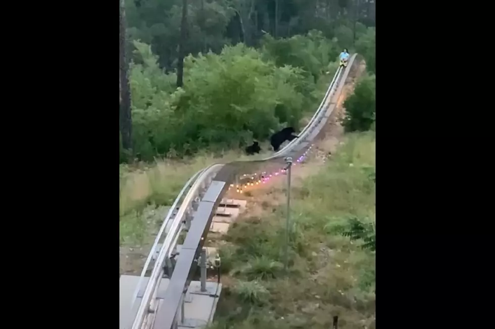 Gatlinburg Coaster Rider Has Near Miss with Bear, Cubs [VIDEO]