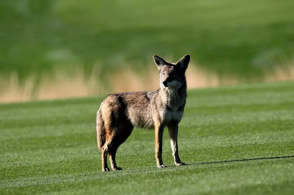 Coyote Breeding Season Calls for Extra Caution Regarding Pets