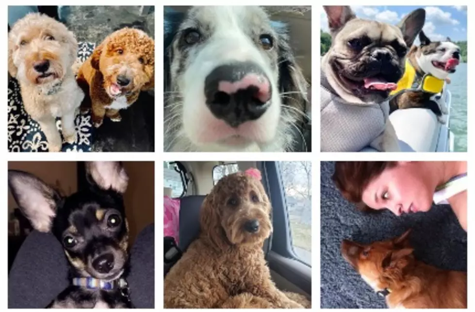 It’s National Puppy Day!  Let’s Celebrate Your Fur Babies (GALLERY)