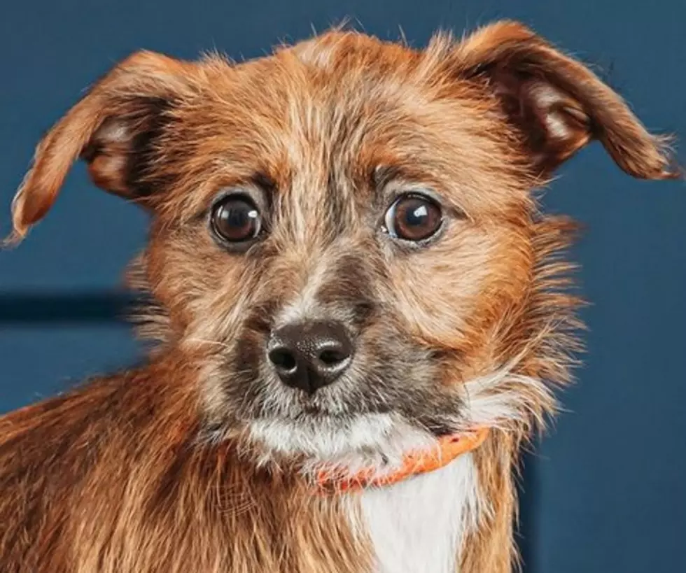 Meet Tampa: Our SPARKY Pet of the Week [Photo]