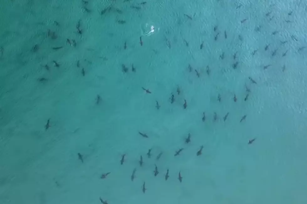 Florida Shark Frenzy Reminds Me of a Summer Trip in &#8217;75 [VIDEO]