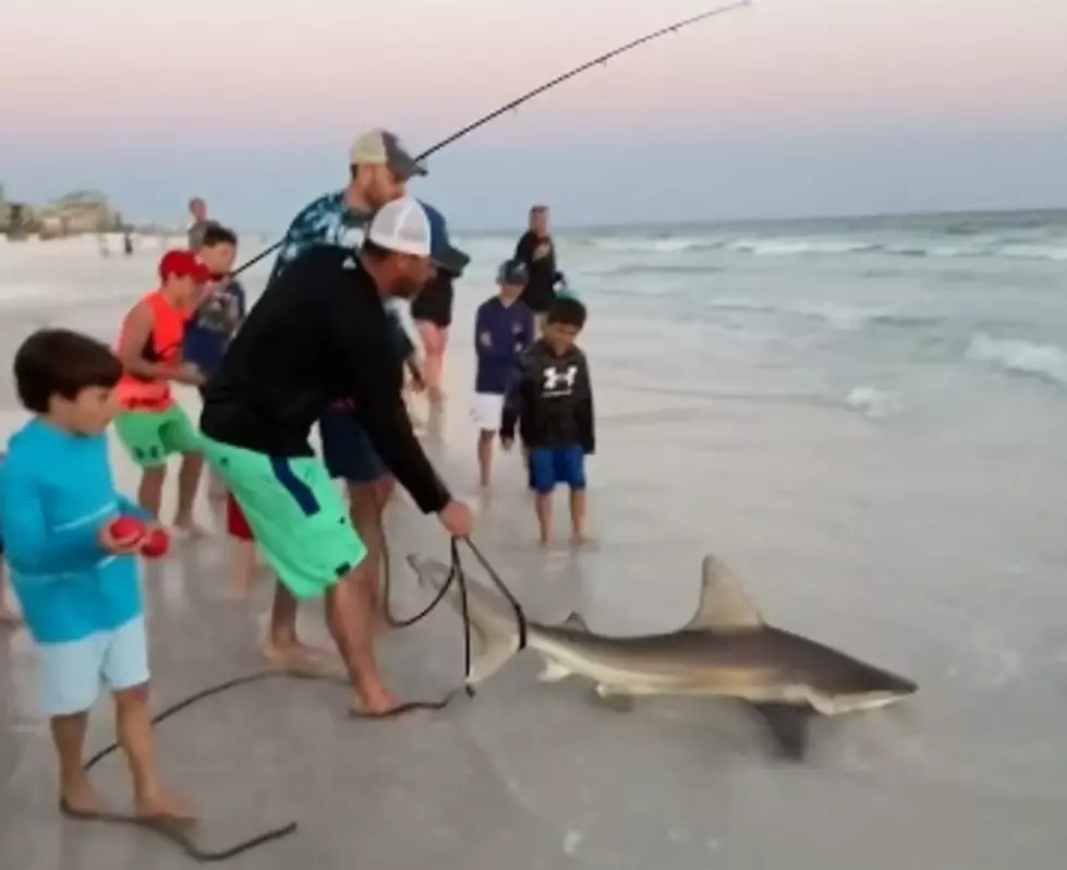 Two Owensboro Guys Reel in Three Sharks in Destin, Florida (VIDEO)