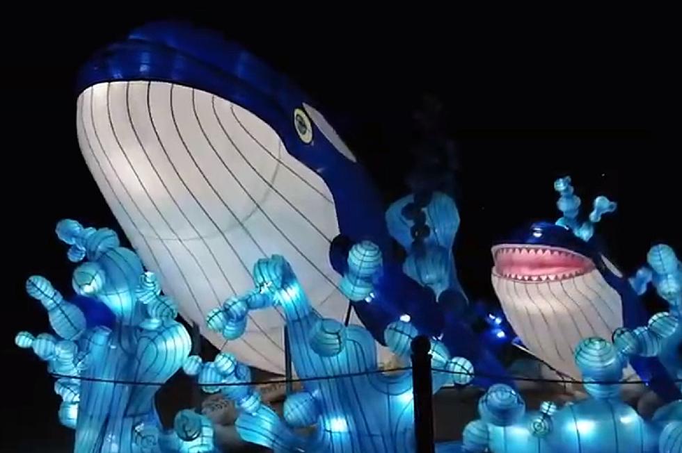 Huge Kentucky Lantern Festival Is Back at the Louisville Zoo [VIDEO]