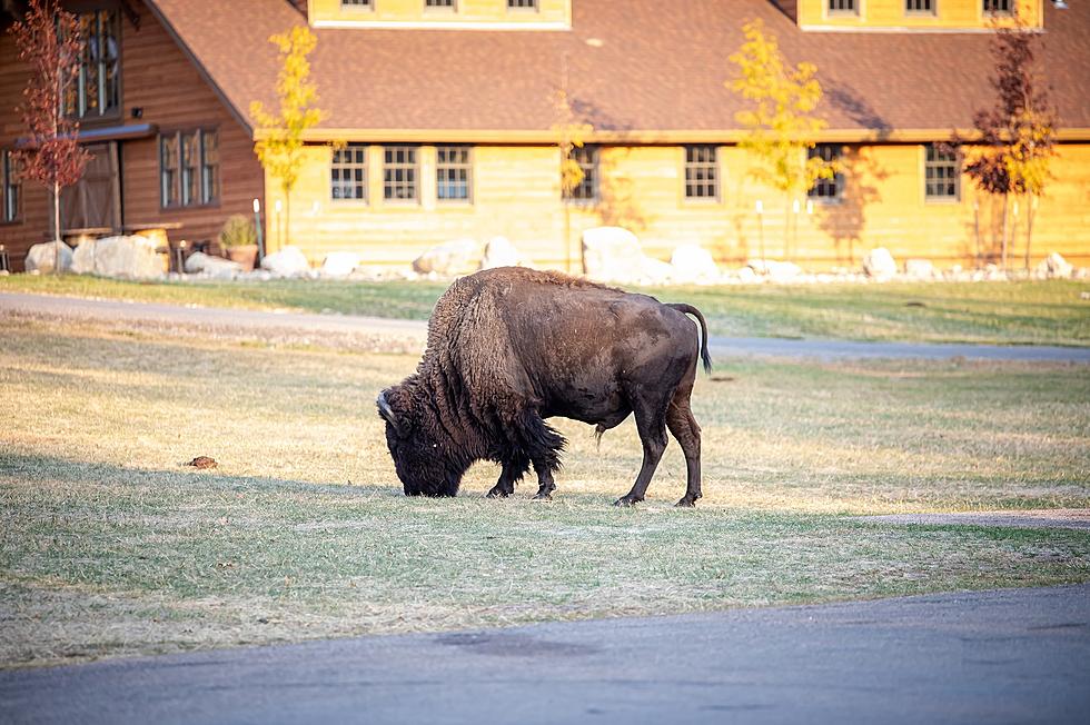 Buffalo Roaming in Lexington, Has Not Been Captured