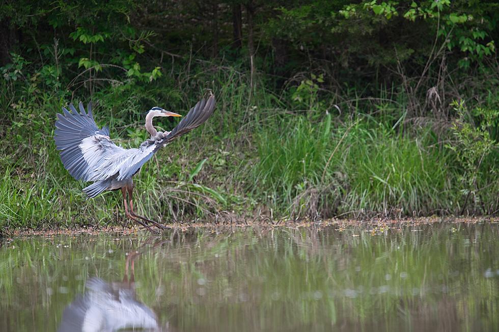 Happy Ending in Owensboro as Tangled Blue Heron Rescue Goes Viral