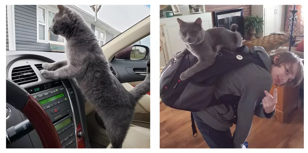 Owensboro Cat Thinks He’s A Person FOR REAL! (VIDEO)