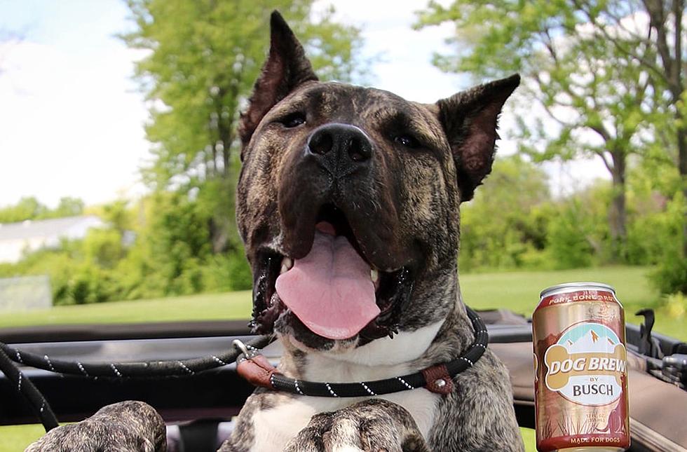 Kentucky Rescue Dog Ethan is Now Busch's 'Chief Tasting Officer'