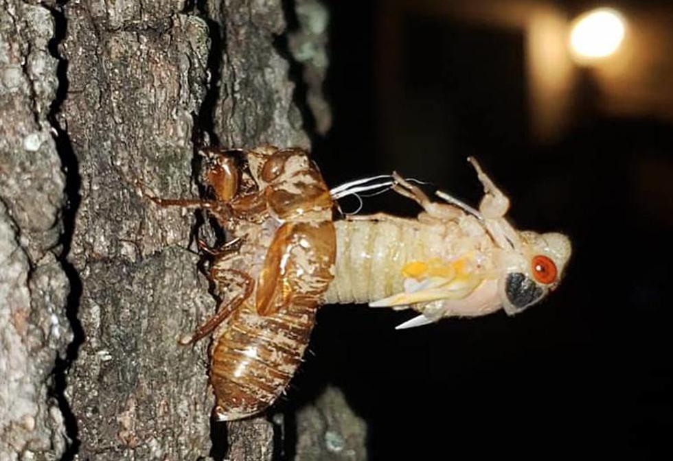 Photos of a Cicada Breaking Free from Its Larva Shell [Gallery]