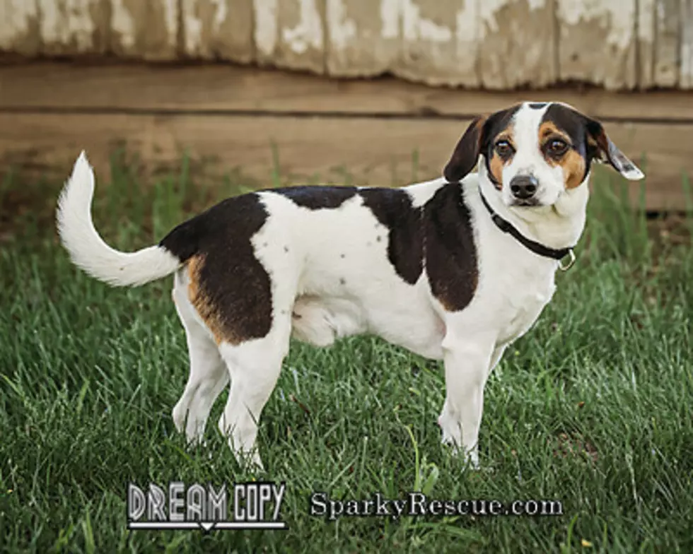 Meet Cooper: Our SPARKY Pet of the Week [Photo]