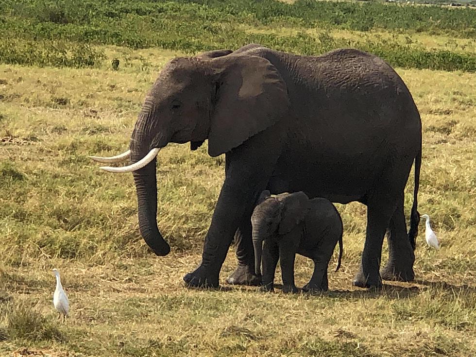 25 Stunning Wildlife Photos from Amboseli National Park in Kenya