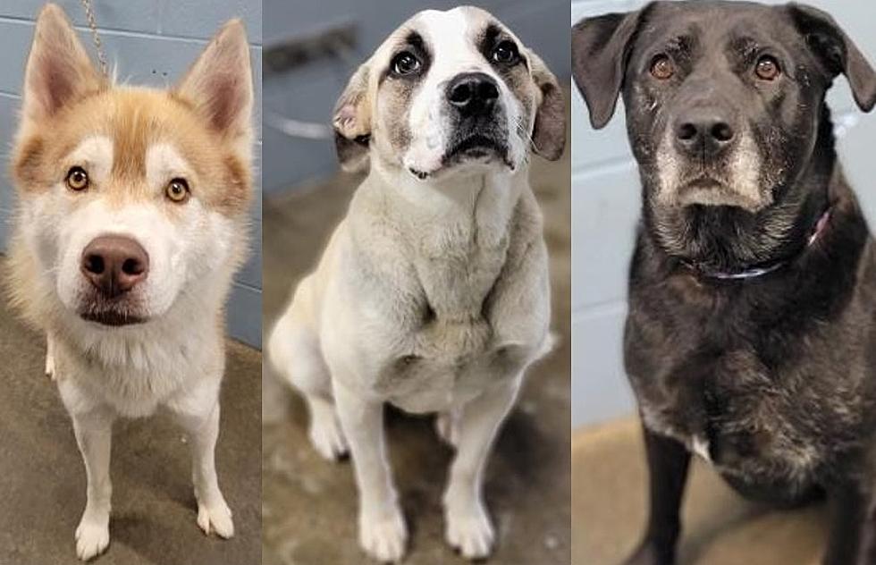 Precious Shelter Pups Reba, Henry and Ranger Looking for Furever Homes