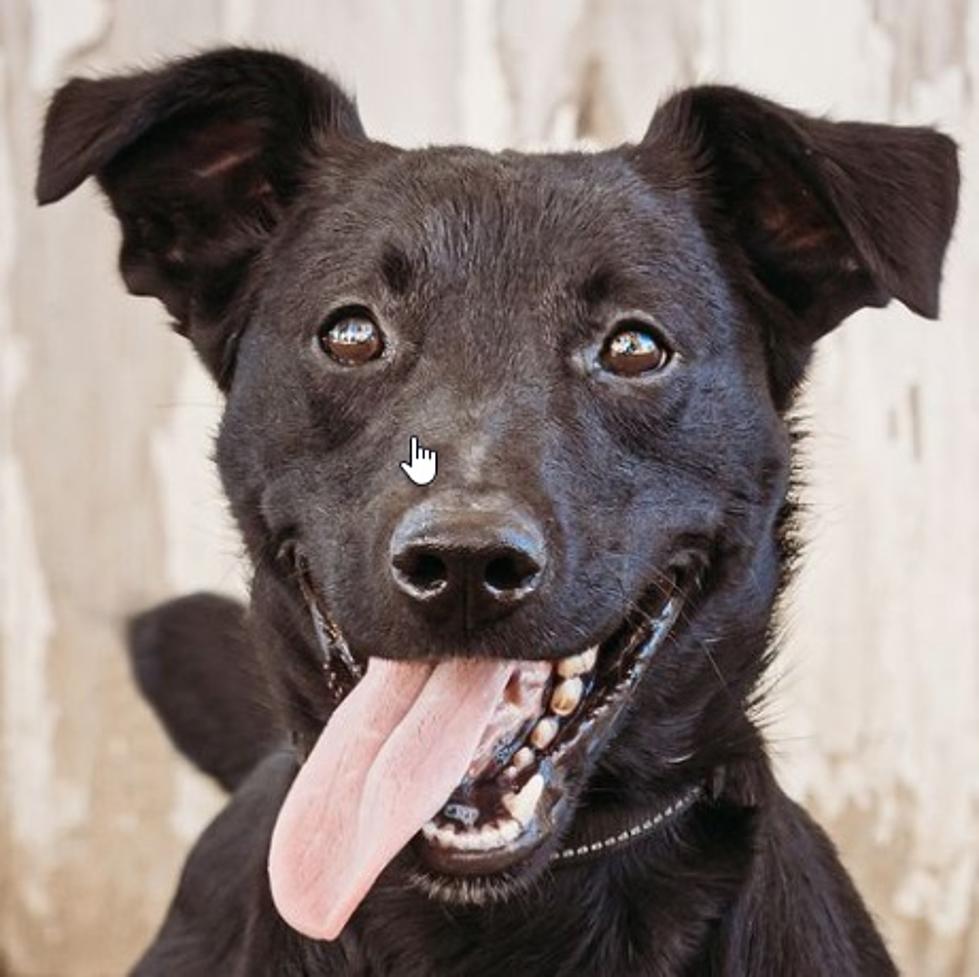 Full of Spunk &#038; Sass Owensboro Pup Seeking Patient Fun-Loving Family