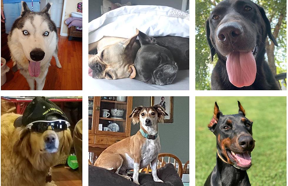 Tri-State Families Celebrate National Dog Day With Photos of Their Pups (GALLERY)