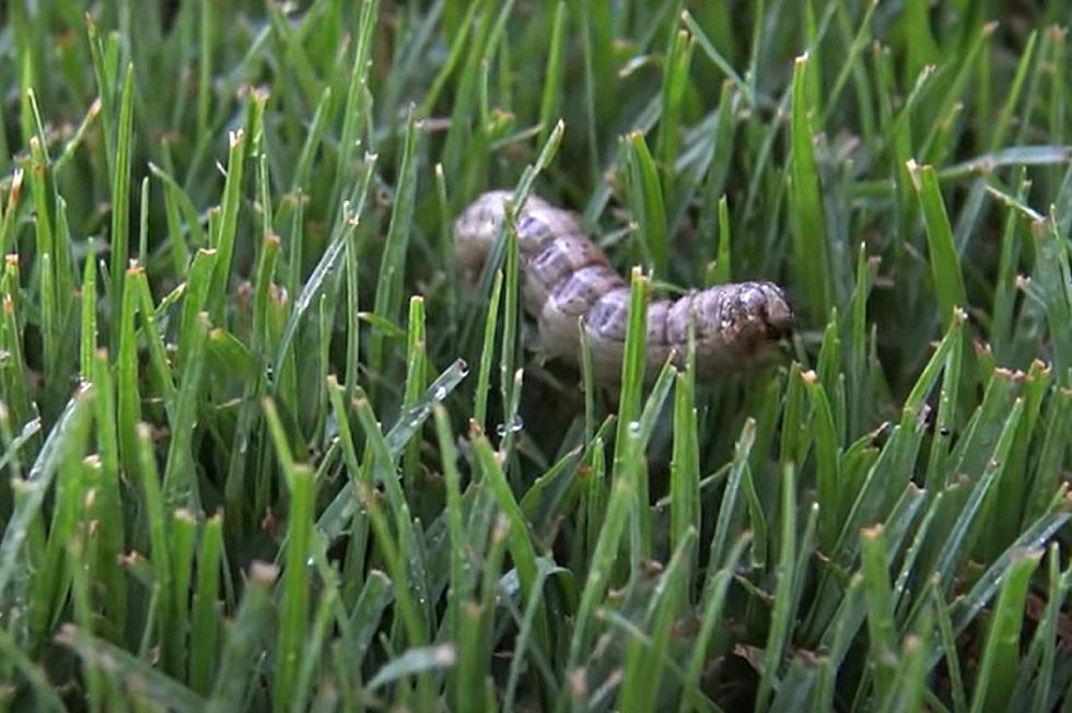 TEN-HUT: Kentucky Has an Armyworm Problem