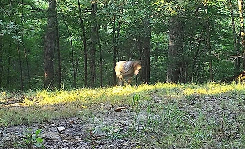 Bear, Bigfoot or Ghost? Wild Image Caught on Ohio County Game Cam in Western Kentucky